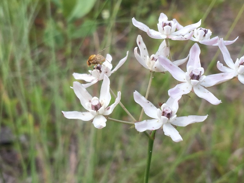 Florida Milkweed photo 2