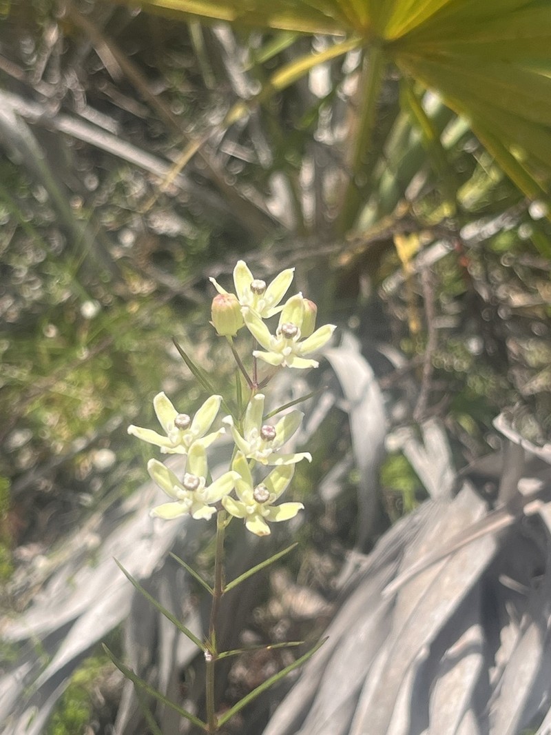 Florida Milkweed photo 3