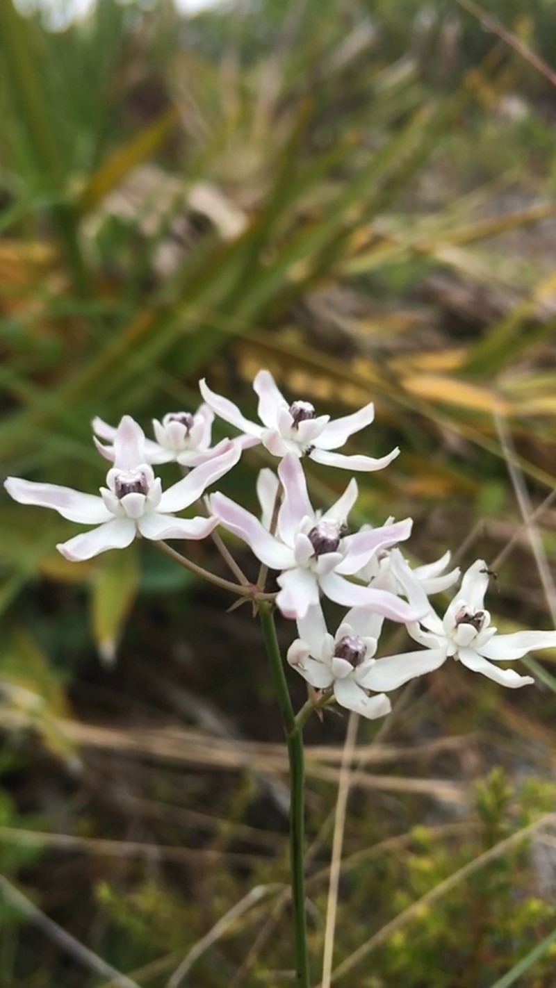 Florida Milkweed photo 4