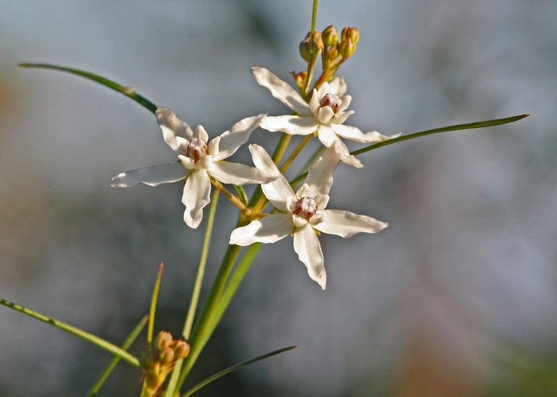 Florida Milkweed photo 5