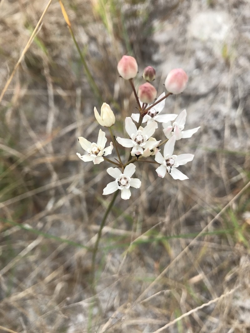Florida Milkweed photo 6