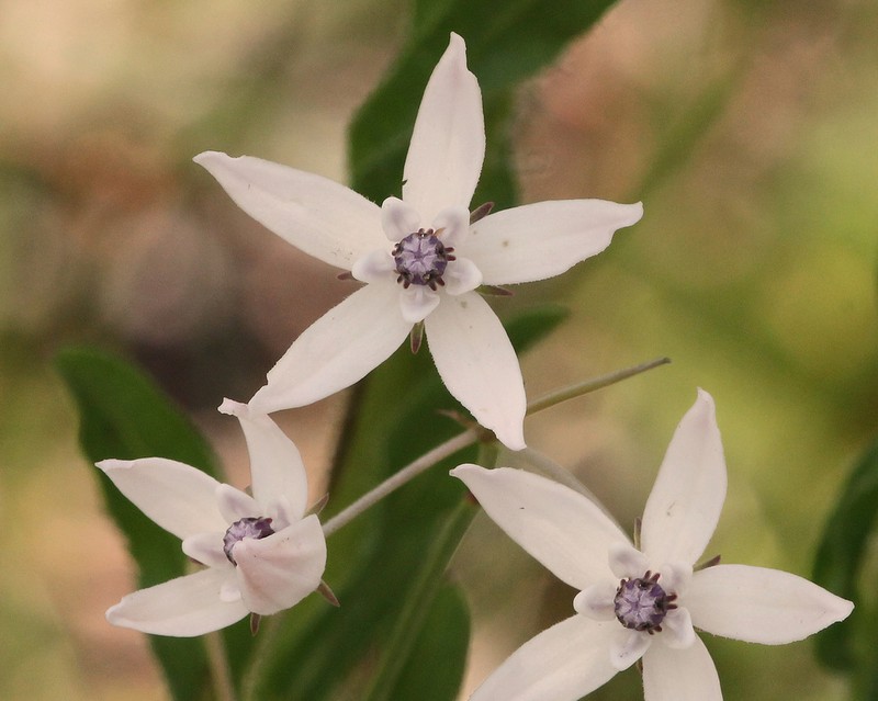 Florida Milkweed photo 7