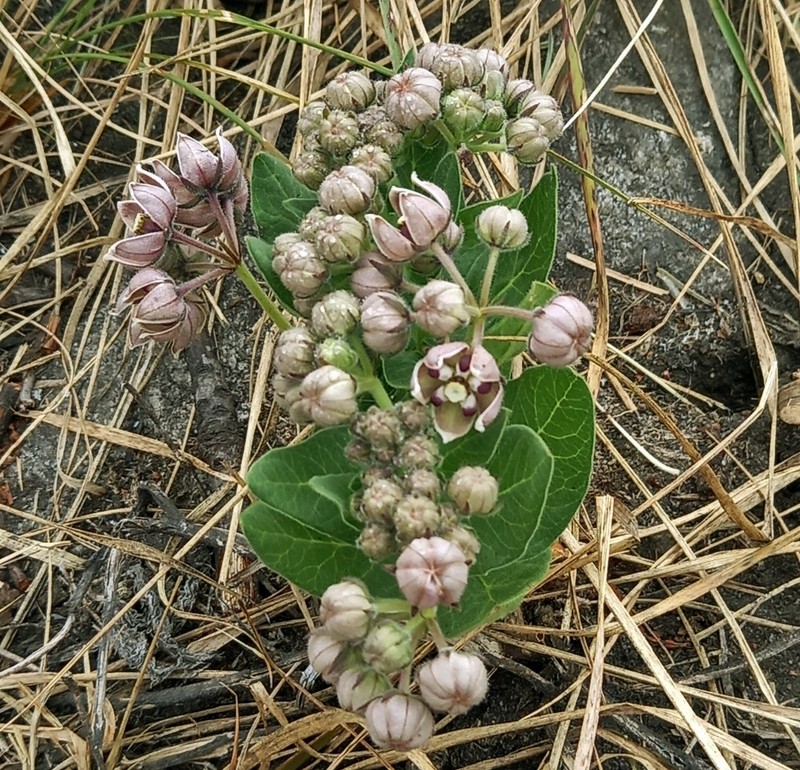 Asclepias fimbriata