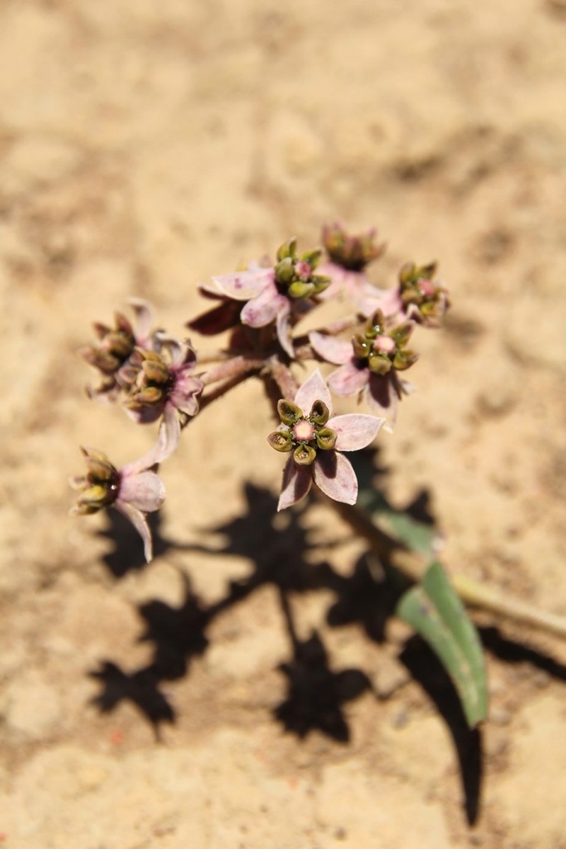 Asclepias flexuosa