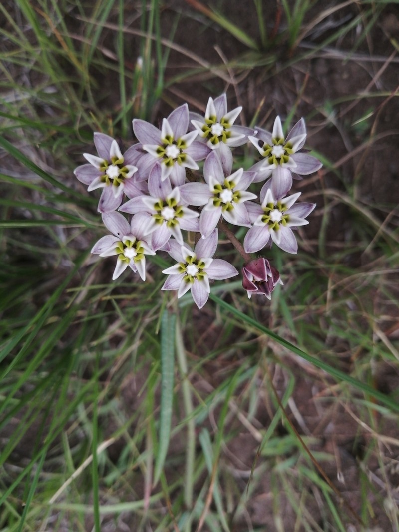 Asclepias flexuosa photo 2