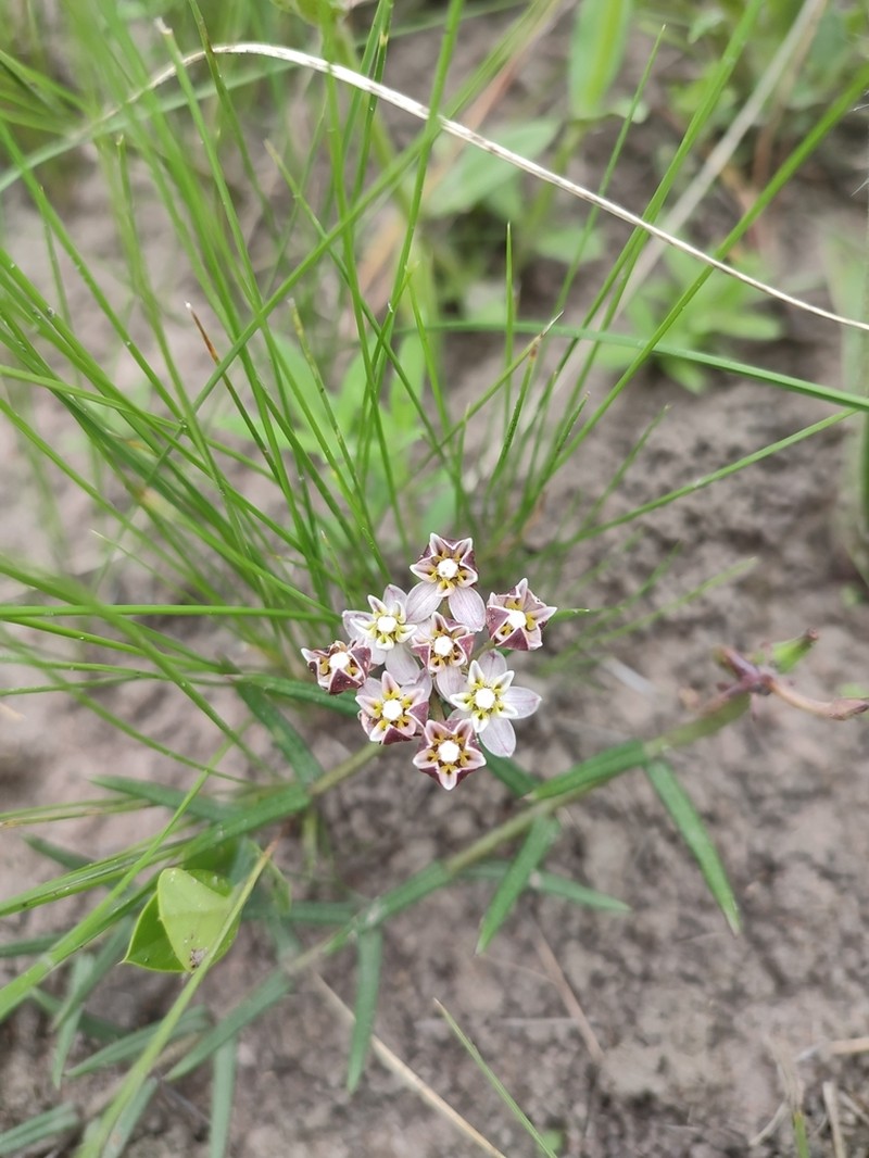 Asclepias flexuosa photo 3