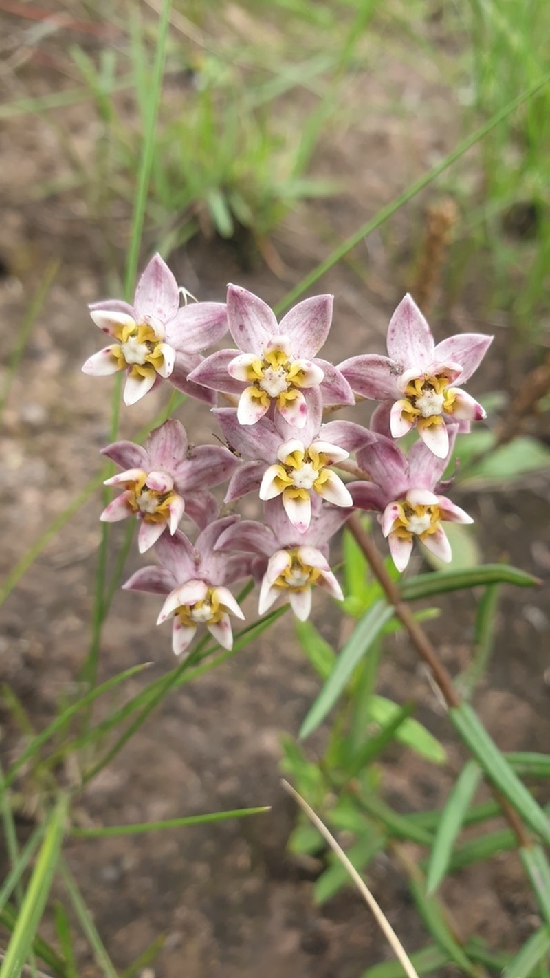 Asclepias flexuosa photo 4