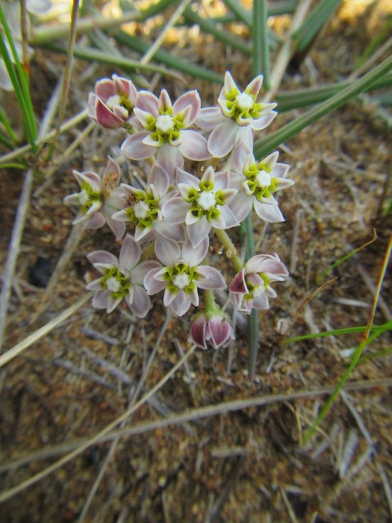 Asclepias flexuosa photo 5