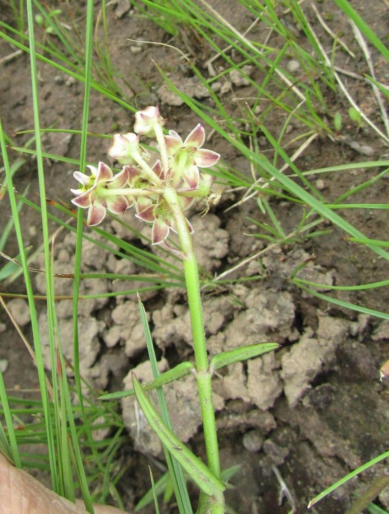 Asclepias flexuosa photo 6