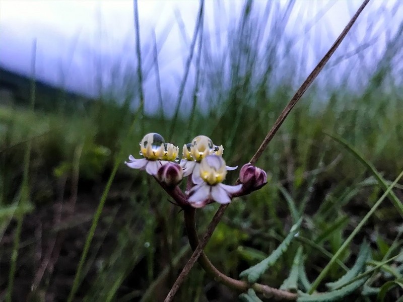 Asclepias flexuosa photo 7