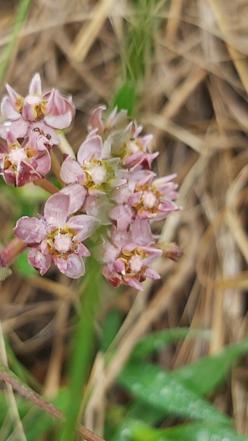 Asclepias flexuosa photo 8
