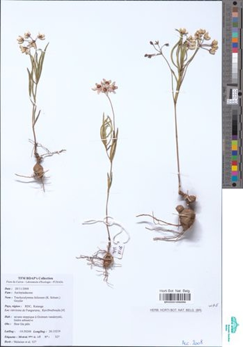 Asclepias foliosa photo 2