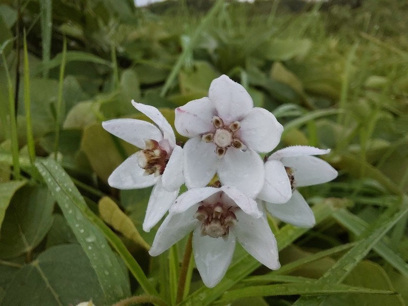 Asclepias foliosa