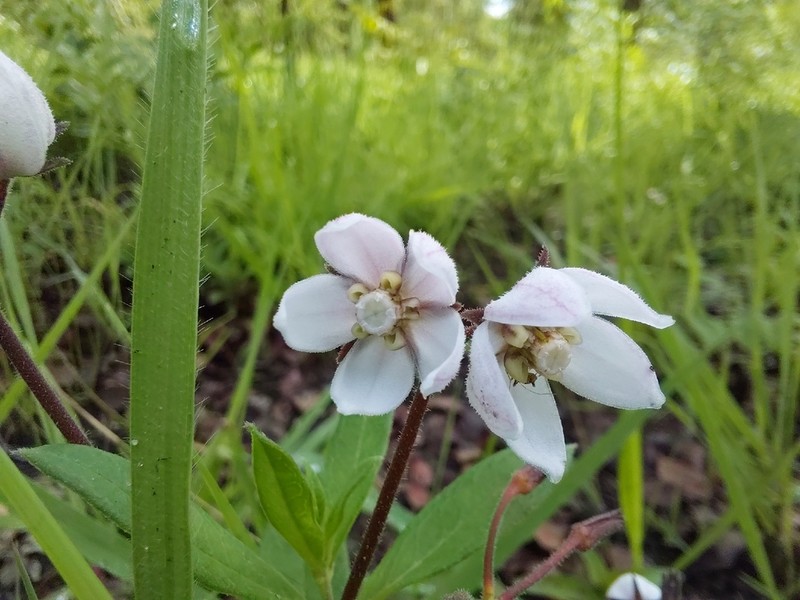Asclepias foliosa photo 3