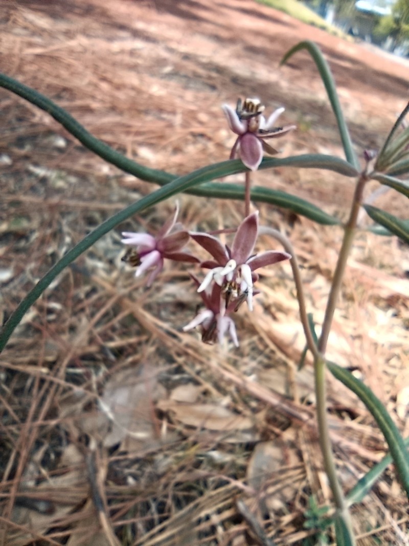 Asclepias fournieri