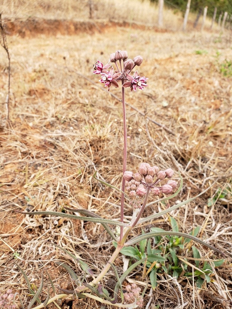 Asclepias fournieri photo 2