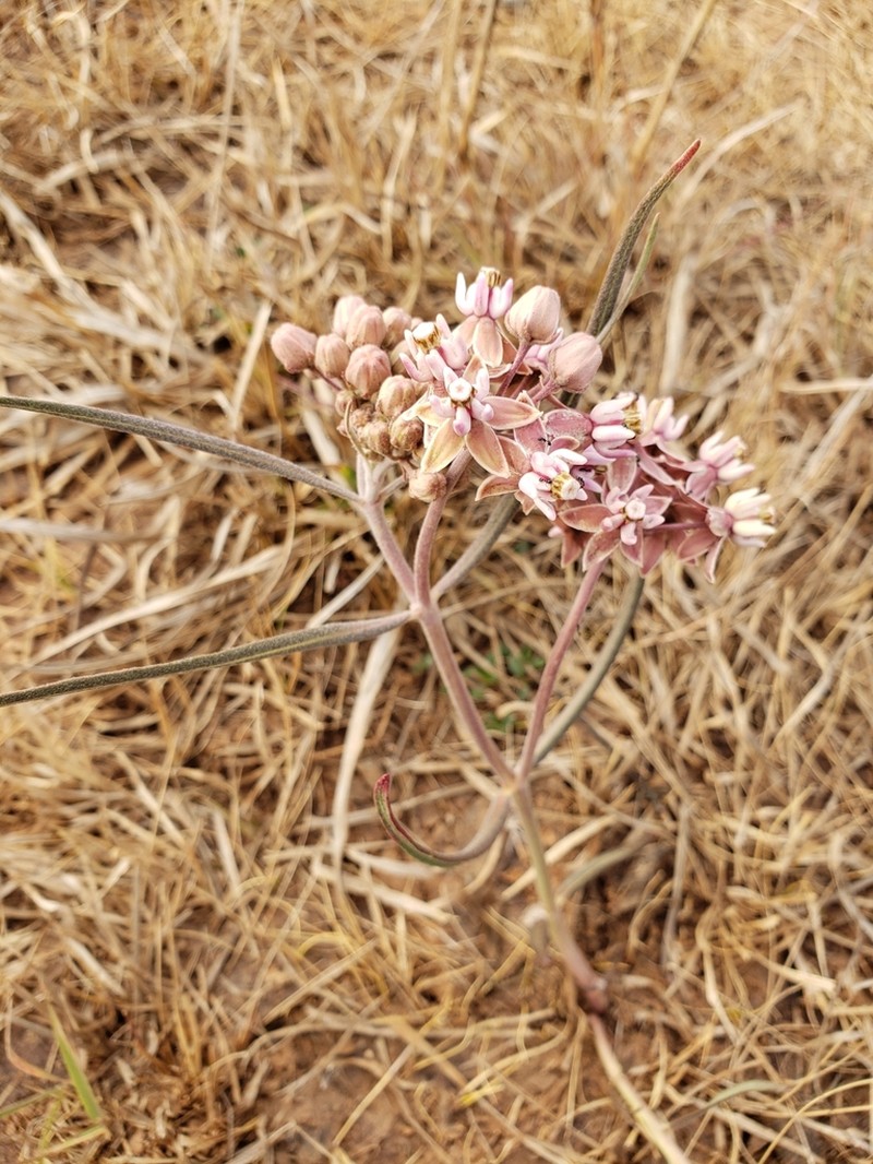Asclepias fournieri photo 3