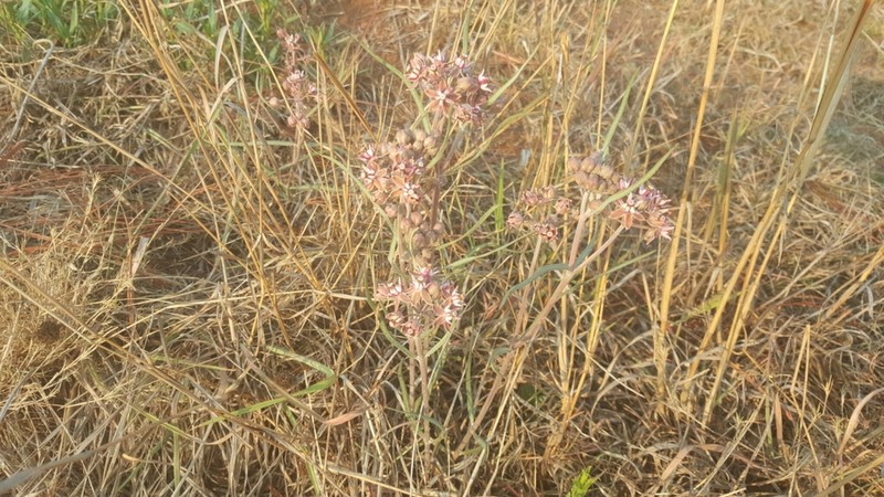 Asclepias fournieri photo 4
