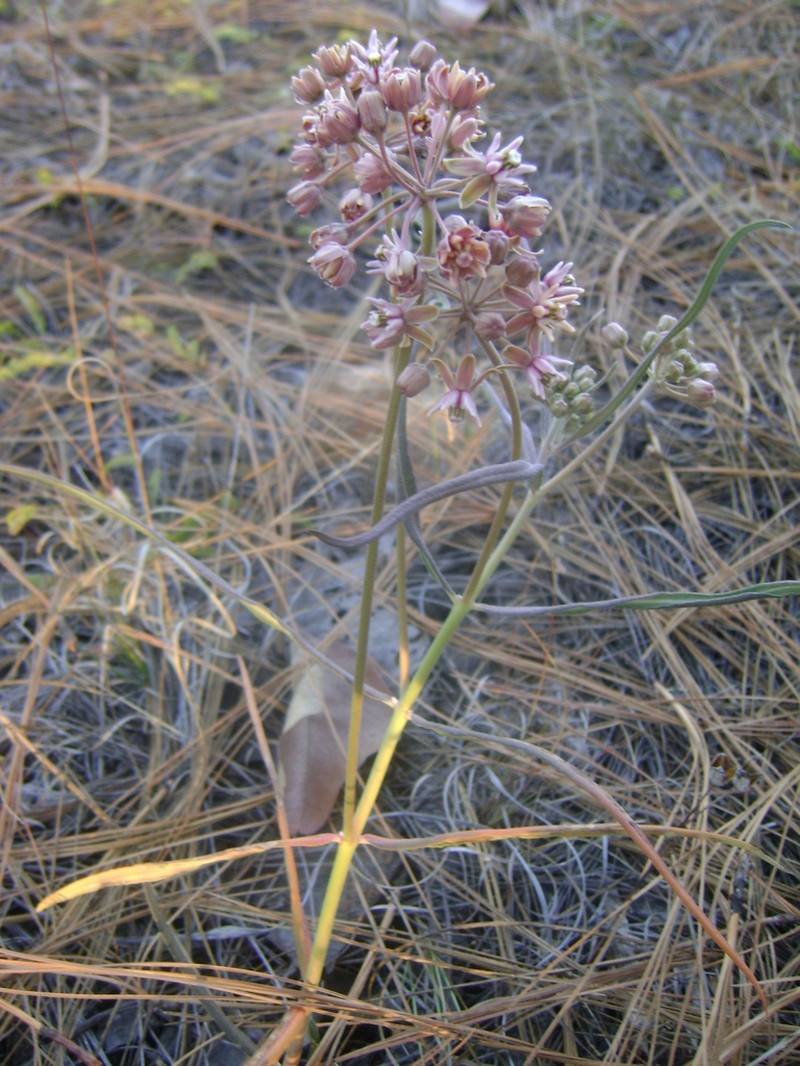 Asclepias fournieri photo 5