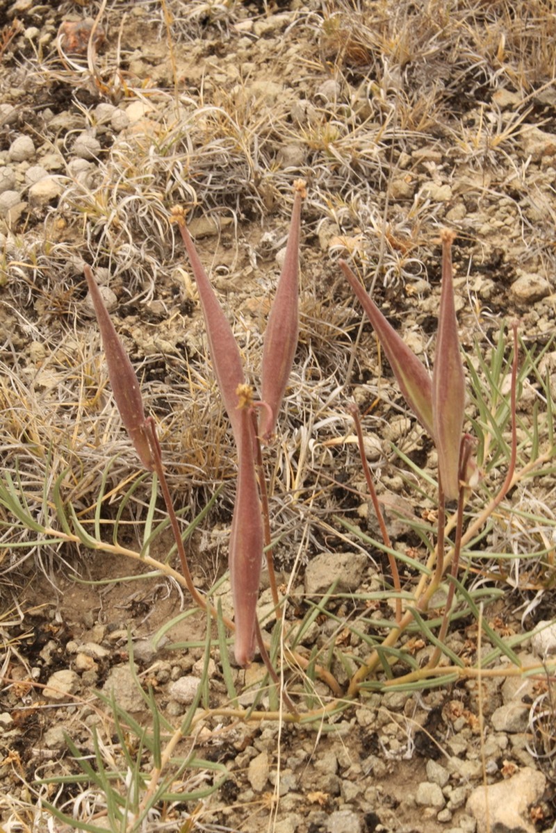 Asclepias fournieri photo 6