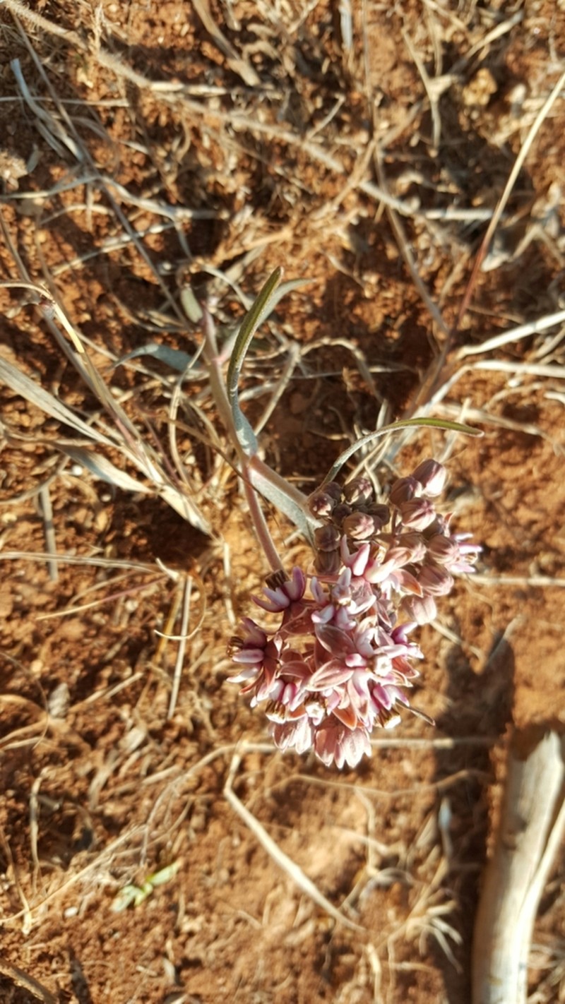 Asclepias fournieri photo 7