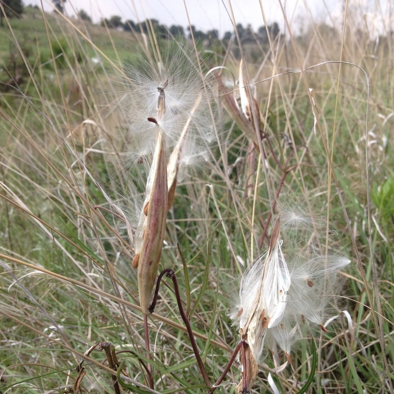 Asclepias fournieri photo 8