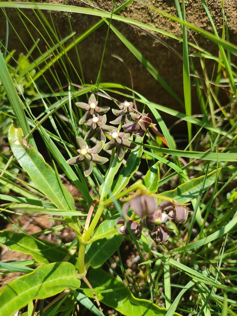 Asclepias fulva