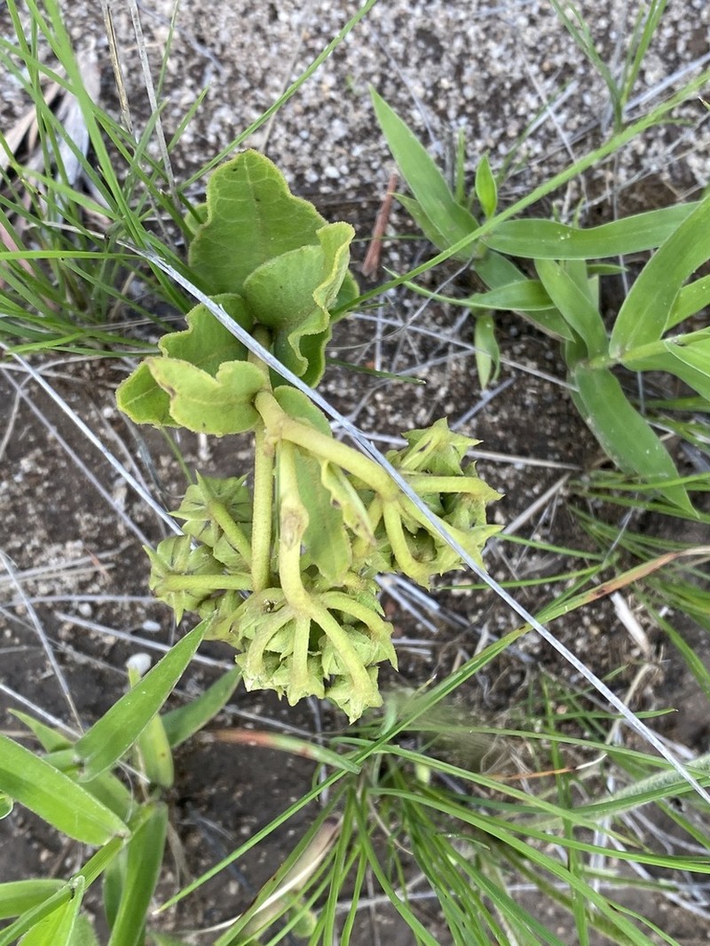 Asclepias fulva photo 2