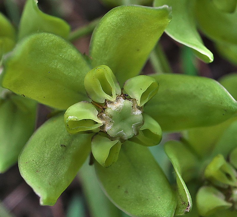 Asclepias fulva photo 3