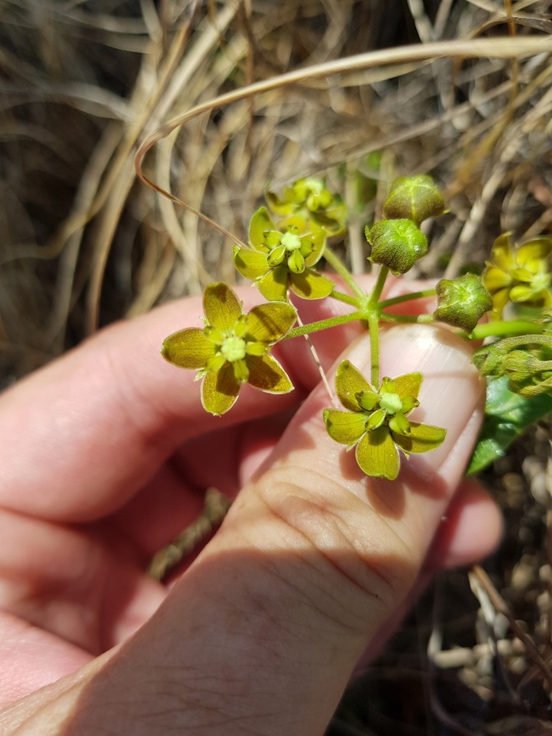 Asclepias fulva photo 4