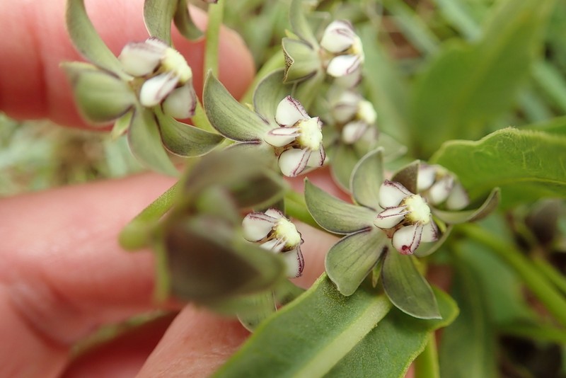 Asclepias fulva photo 5