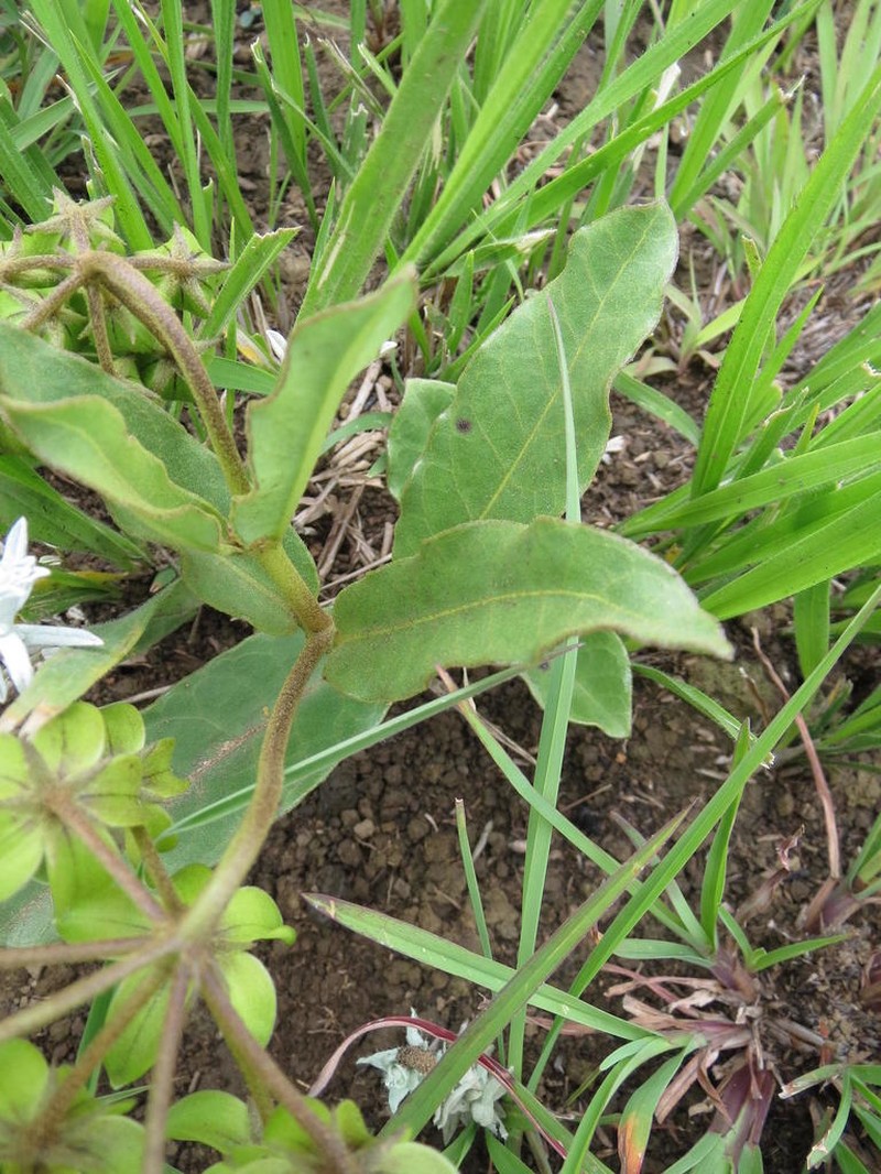 Asclepias fulva photo 6