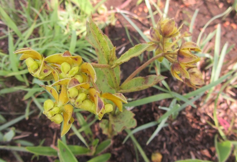 Asclepias fulva photo 7