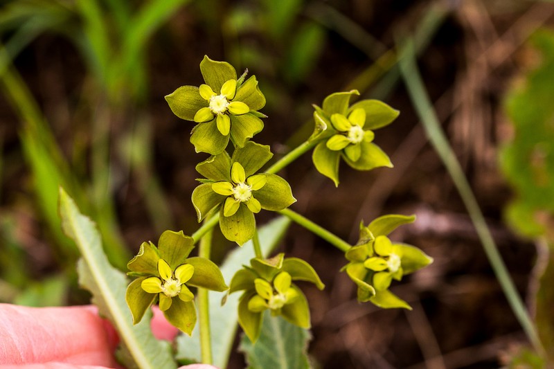 Asclepias fulva photo 8