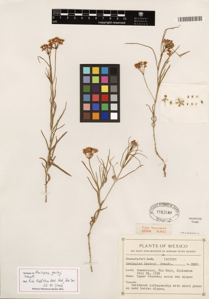 Asclepias gentryi photo 3