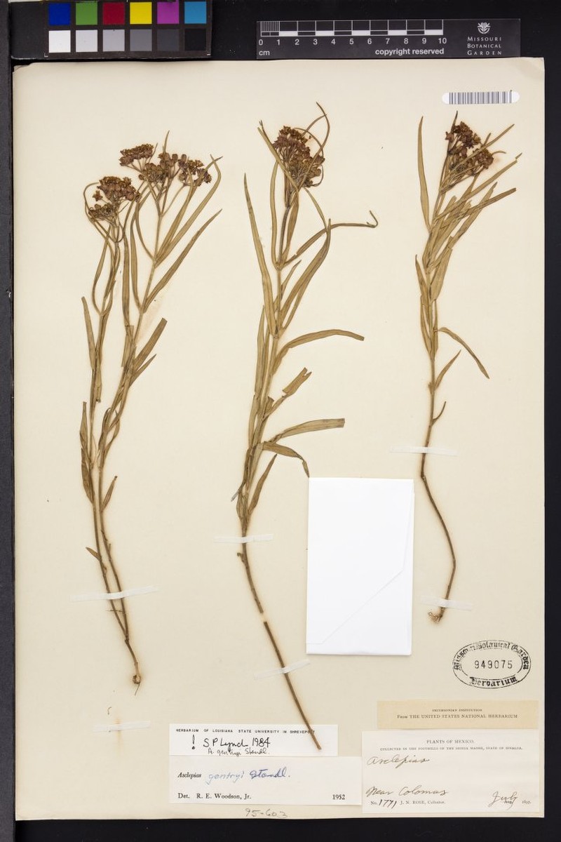 Asclepias gentryi photo 4