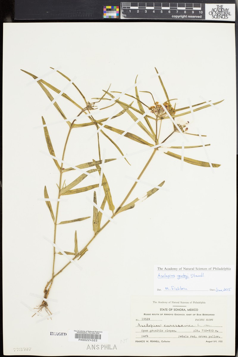 Asclepias gentryi