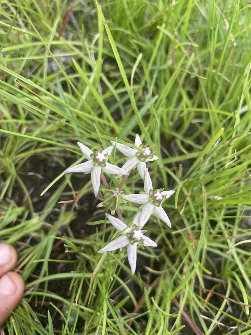 Asclepias gibba