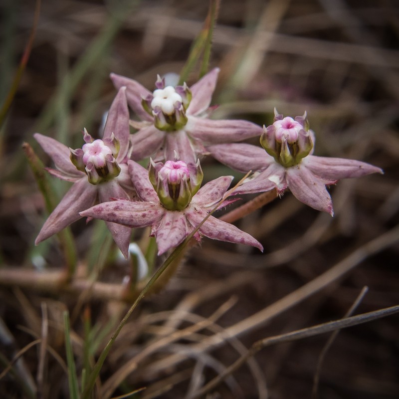 Asclepias gibba photo 2