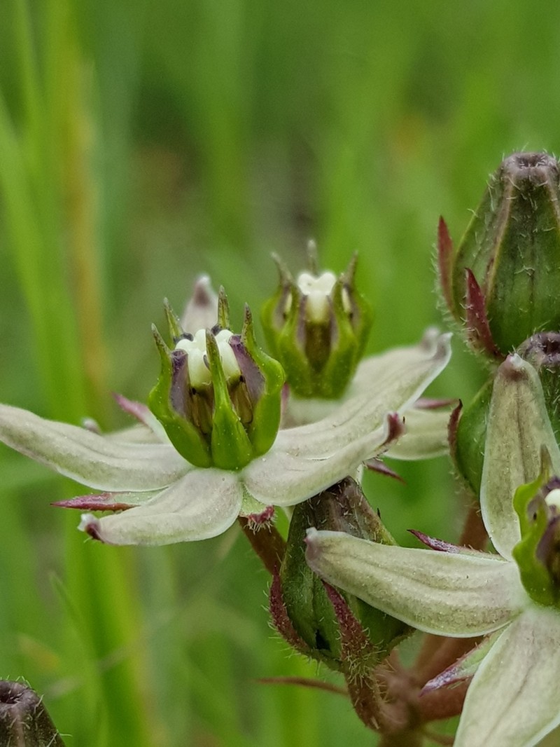 Asclepias gibba photo 3
