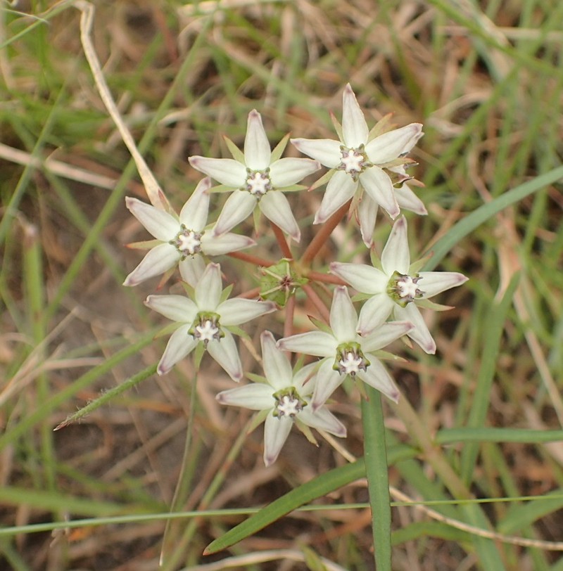 Asclepias gibba photo 4