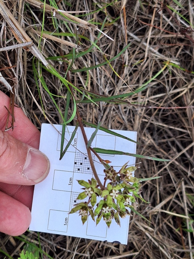 Asclepias gibba photo 5