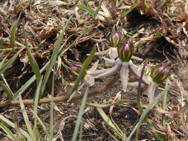 Asclepias gibba photo 6