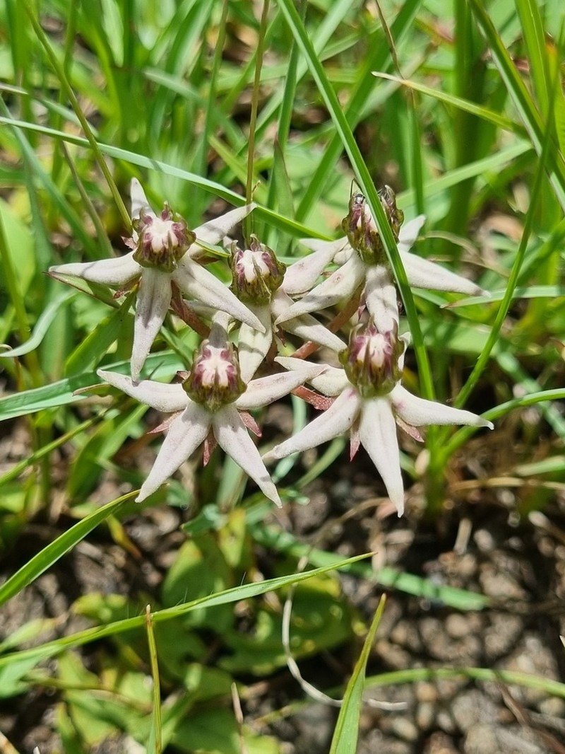 Asclepias gibba photo 7