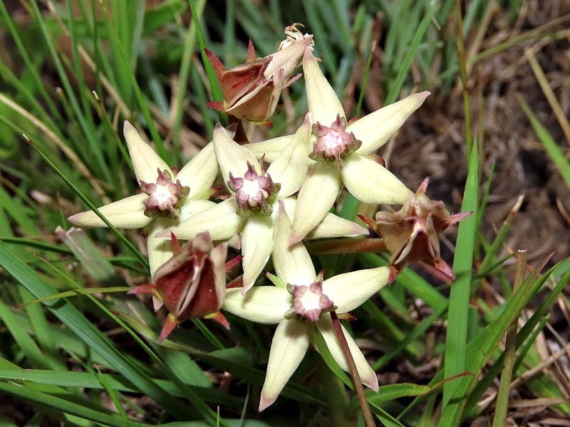 Asclepias gibba photo 8