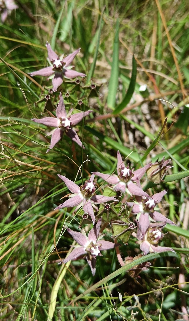 Asclepias gibba var. gibba