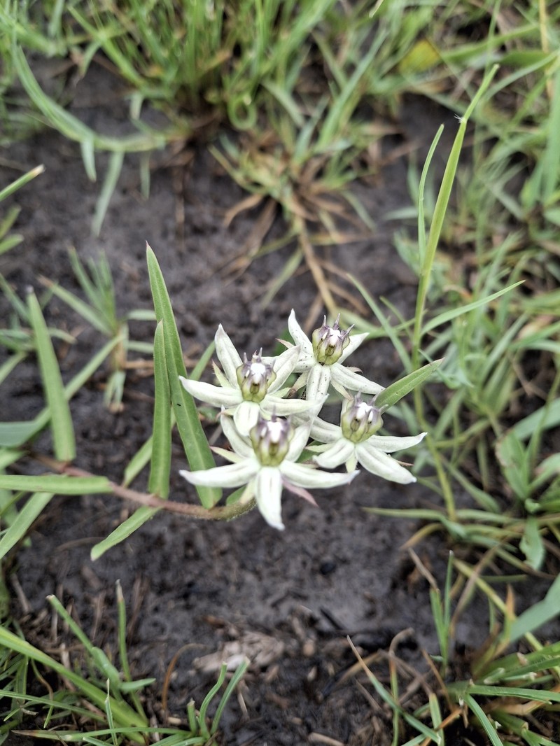 Asclepias gibba var. gibba photo 2