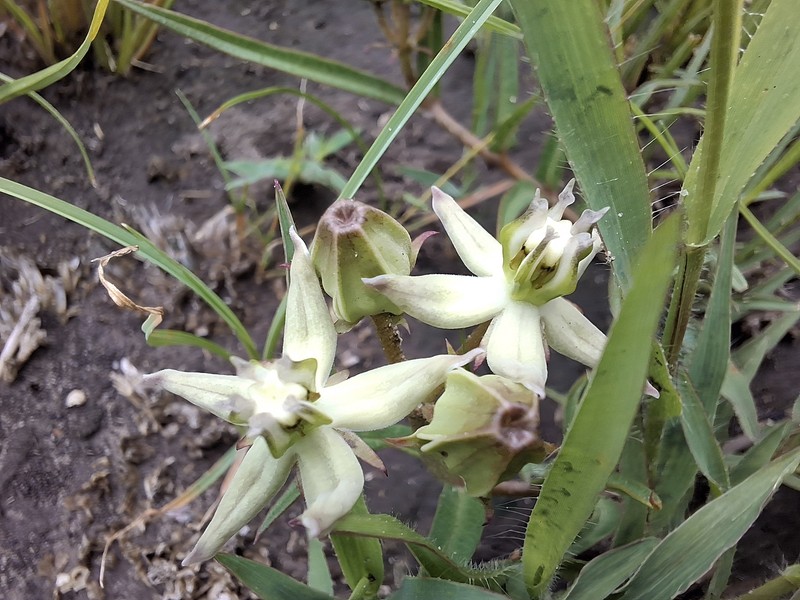 Asclepias gibba var. gibba photo 3