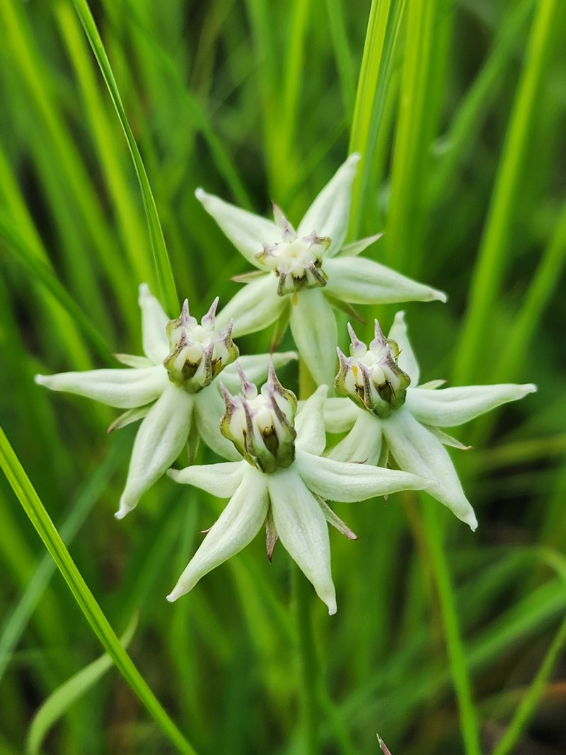 Asclepias gibba var. gibba photo 4