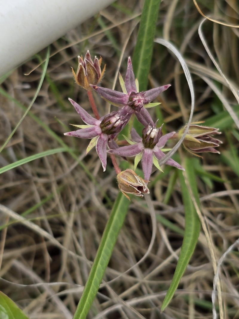 Asclepias gibba var. media